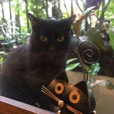おうちぱん家𖤣𖠿𖤣NONA🐈‍⬛